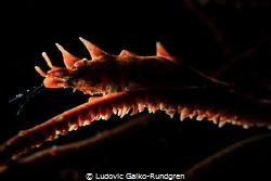 Spooky backlit dragon shrimp by Ludovic Galko-Rundgren 
